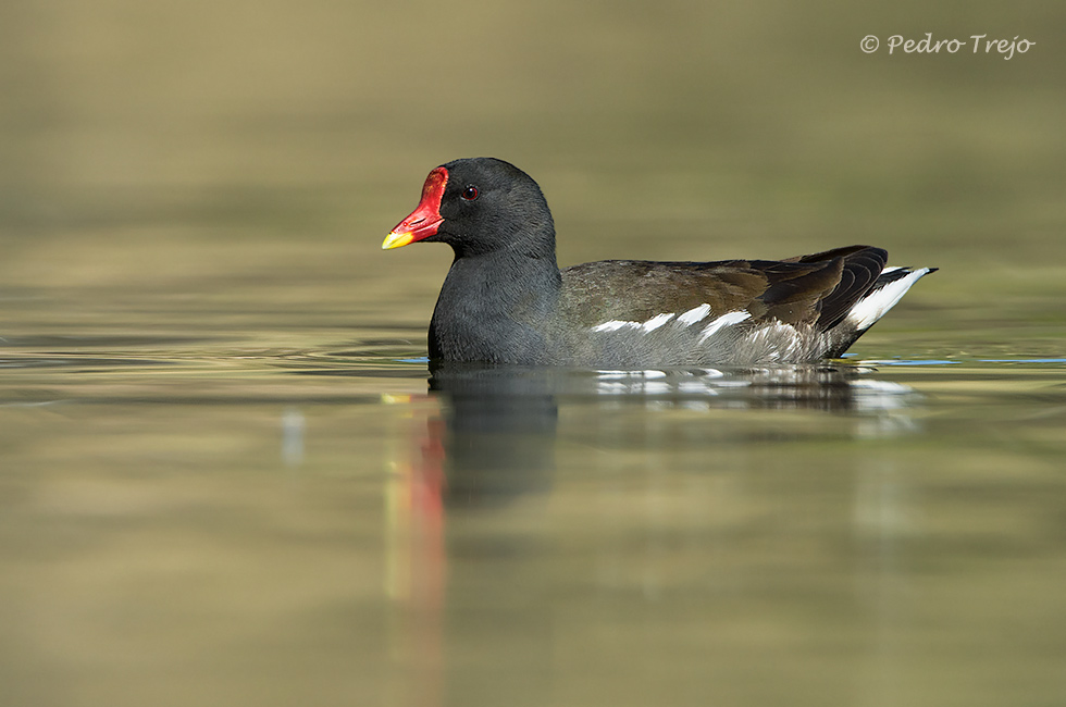 Polla de agua (Gallinula chloropus)